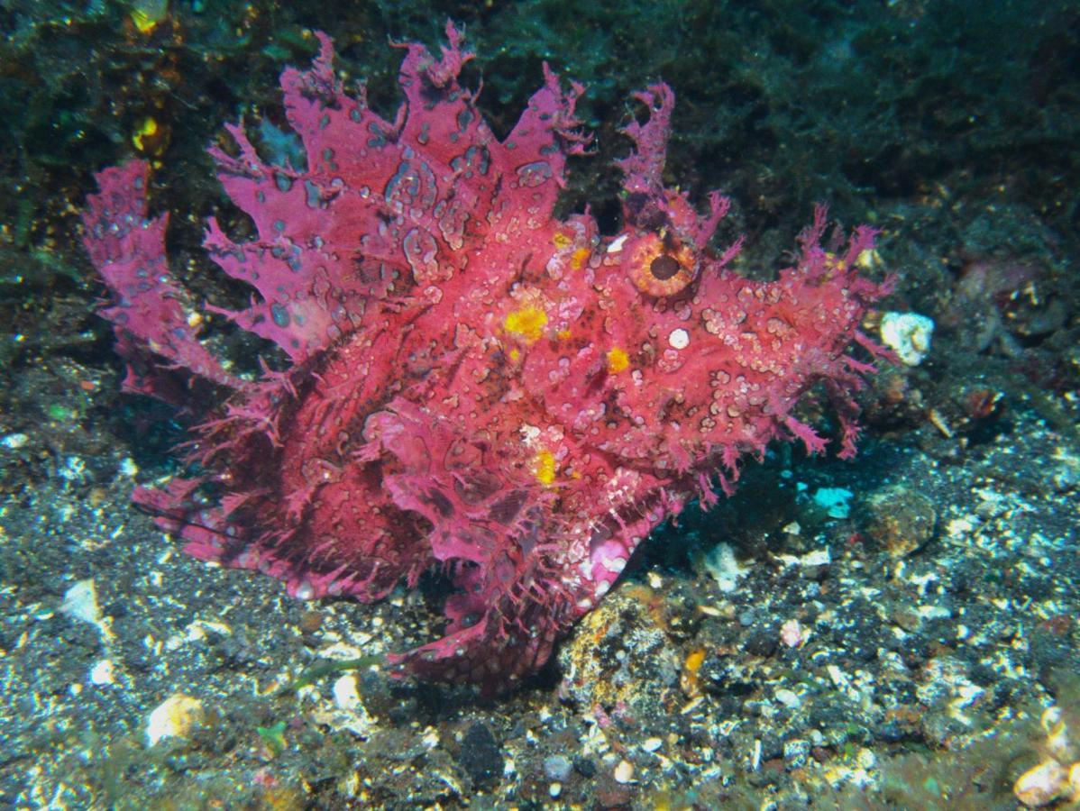 Puri Wirata Dive And Amed